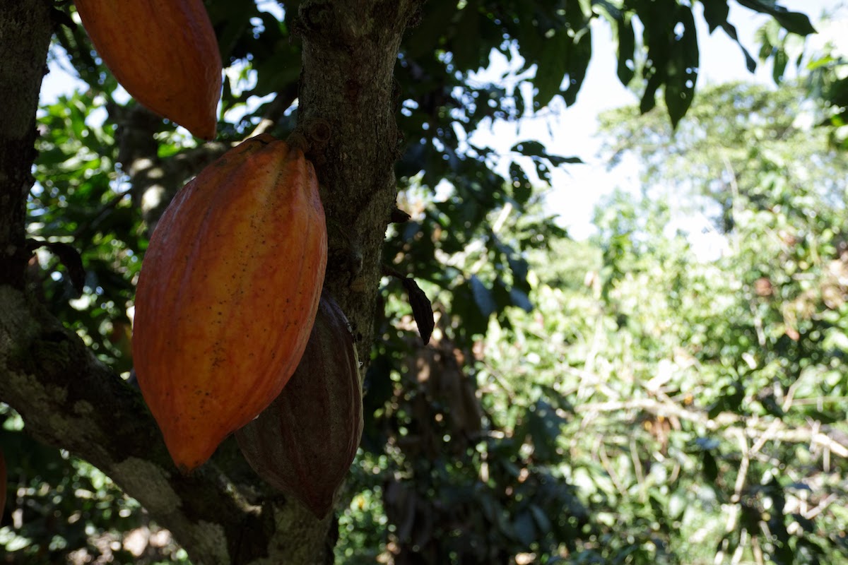 Do You Need Chocolate On Earth Day?