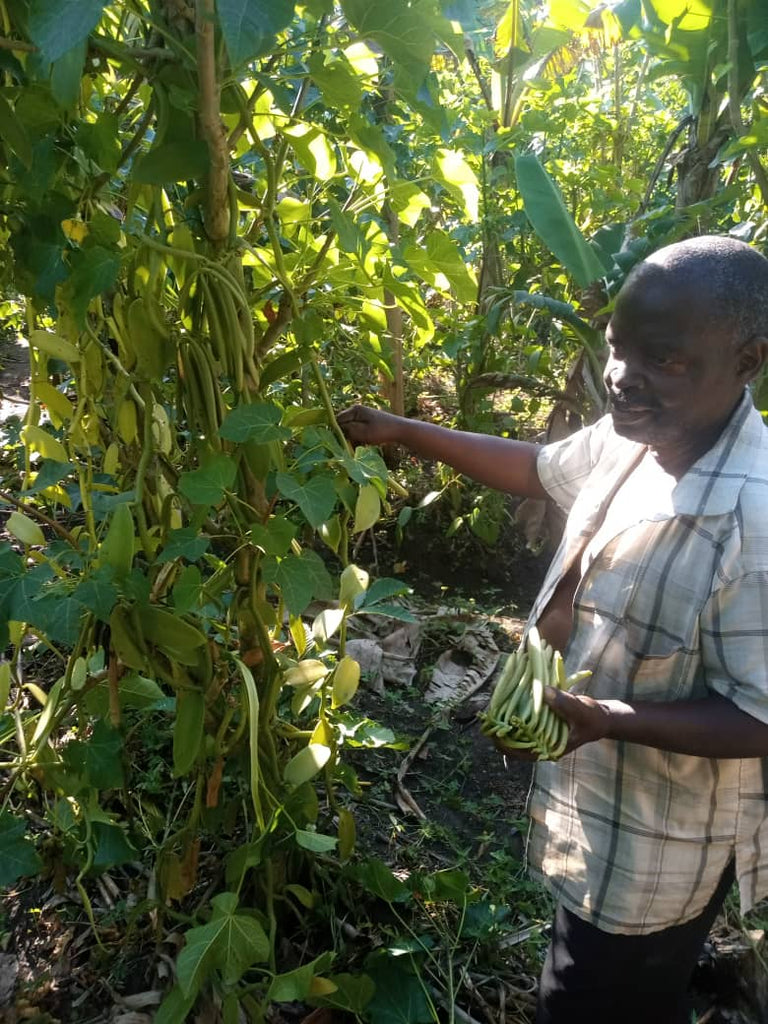A male farmer in a white shirt standing in a sun-lit forest, hand-picking green vanilla pods off a vine with one hand full of harvested pods.